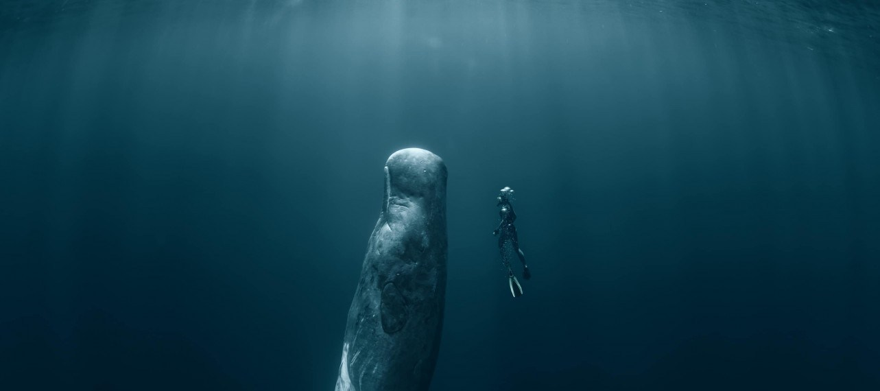 [Veille] Décrypter le langage des baleines grâce à l’IA