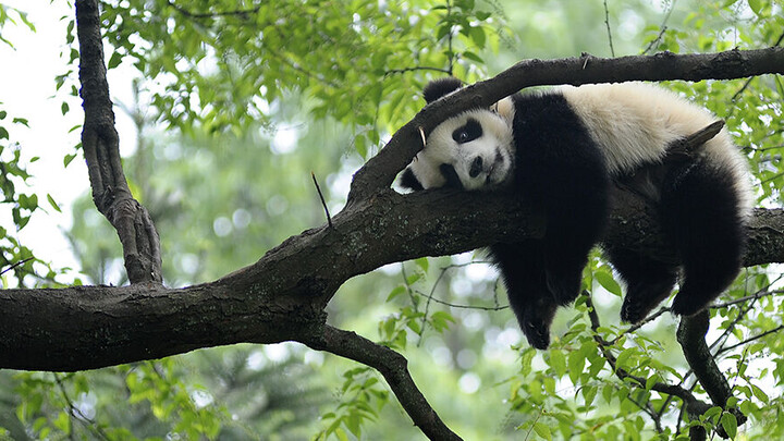 La Chambre du Panda